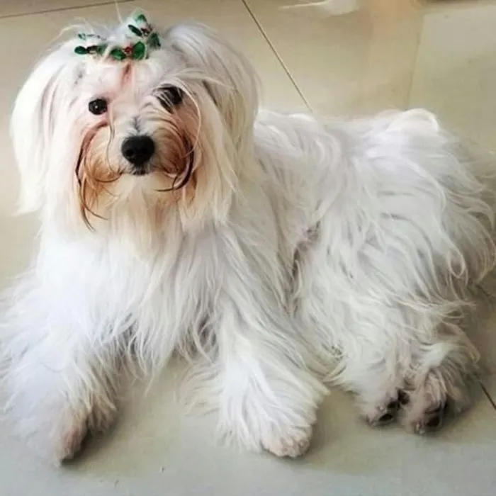 Cachorro ra a Maltês idade 1 ano nome Princesa