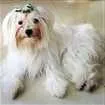 Cachorro raça Maltês idade 1 ano nome Princesa