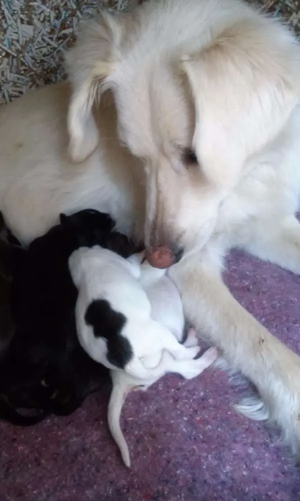 Cachorro ra a Vira latas idade Abaixo de 2 meses nome 9 Filhotes