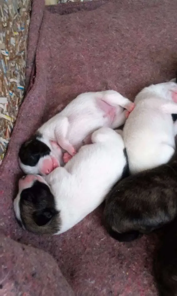 Cachorro ra a Vira latas idade Abaixo de 2 meses nome 9 Filhotes