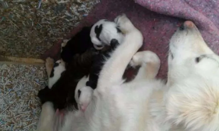 Cachorro ra a Vira latas idade Abaixo de 2 meses nome 9 Filhotes