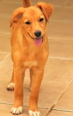 Cachorro raça  idade 2 a 6 meses nome Melany Filhote