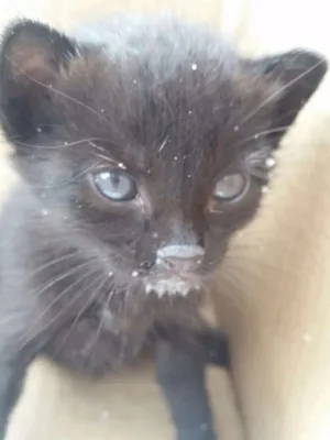 Gato raça Vira lata idade Abaixo de 2 meses nome Sem nome 