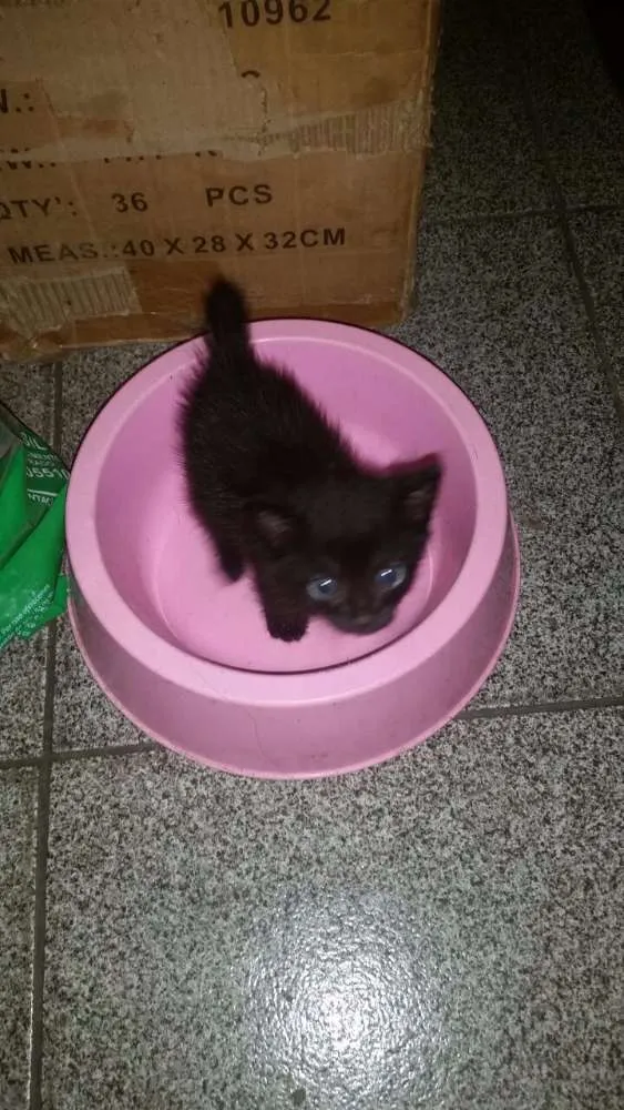 Gato raça Vira lata idade Abaixo de 2 meses nome Sem nome 