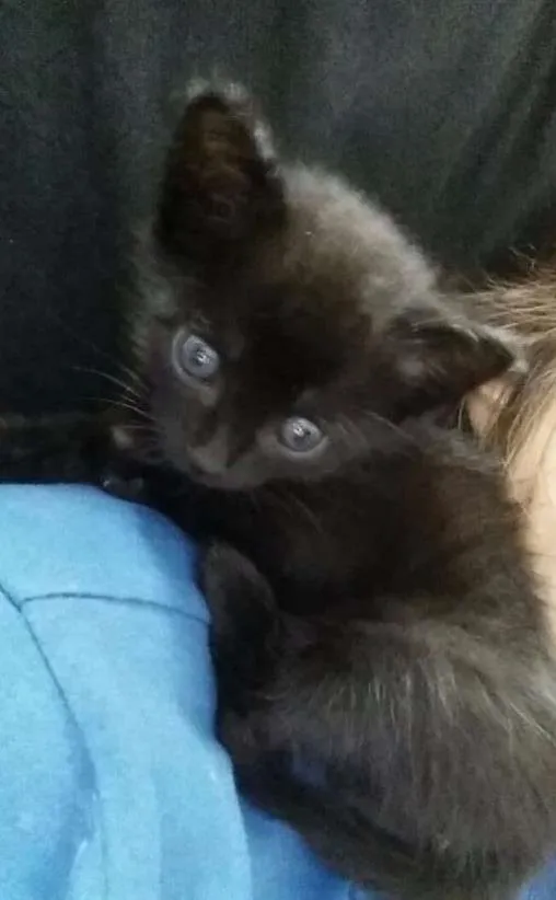 Gato raça Vira lata idade Abaixo de 2 meses nome Sem nome 