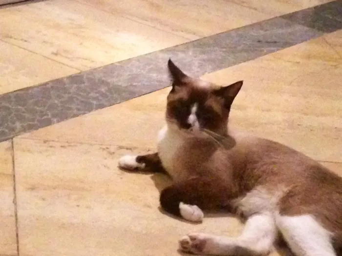 Gato ra a Siamês  idade 3 anos nome Jacob 