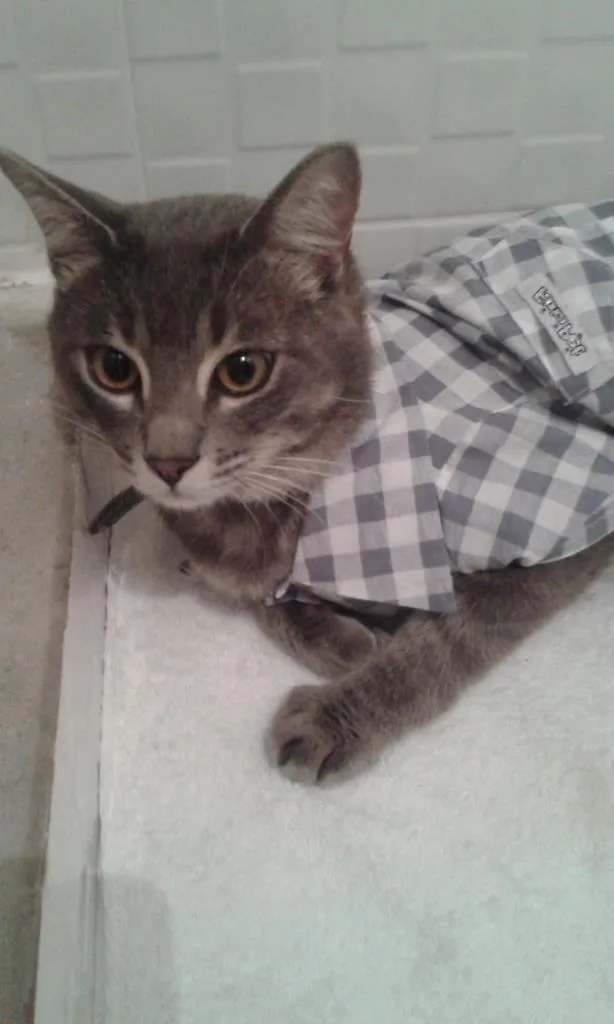 Gato ra a Desconheço idade 1 ano nome Mimo