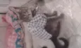 Mimo