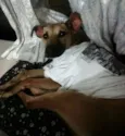 Catarina