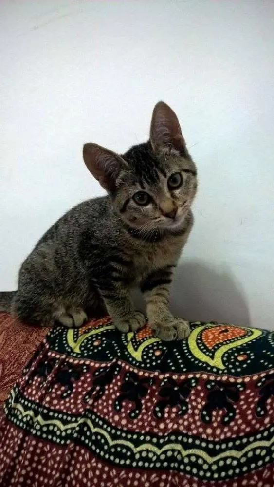 Gato ra a Vira lata idade 2 a 6 meses nome Cecilia