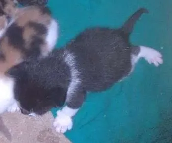 Gato ra a Vira,latas idade Abaixo de 2 meses nome Filhotes