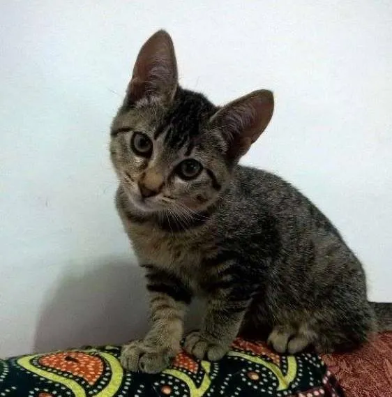 Gato ra a Vira lata idade 2 a 6 meses nome Cecilia