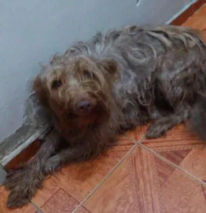 Cachorro raça Vira-lata idade 2 anos nome Betoven