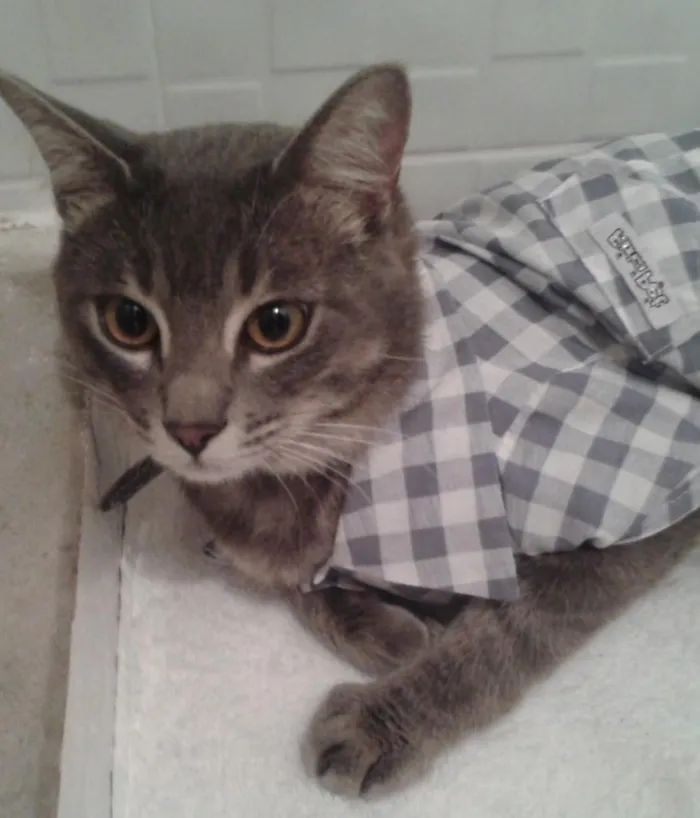 Gato ra a Desconheço idade 1 ano nome Mimo