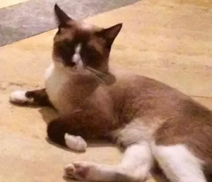 Gato raça Siamês  idade 3 anos nome Jacob 
