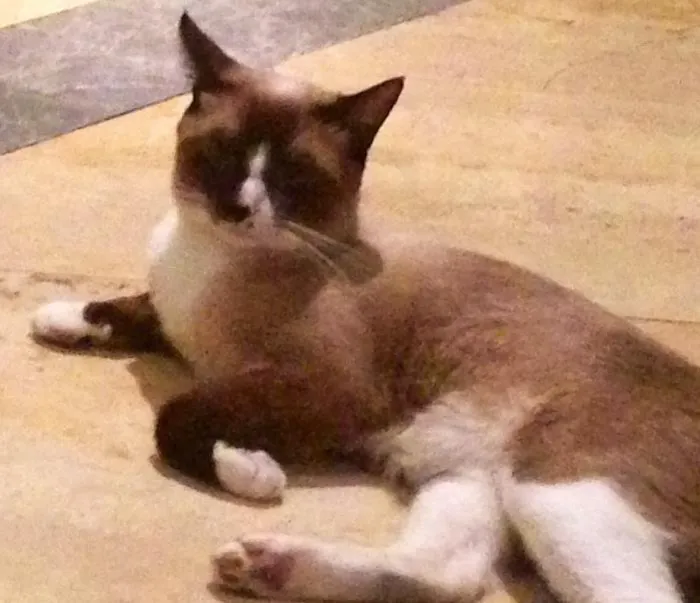 Gato ra a Siamês  idade 3 anos nome Jacob 