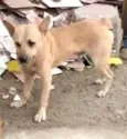 amigo