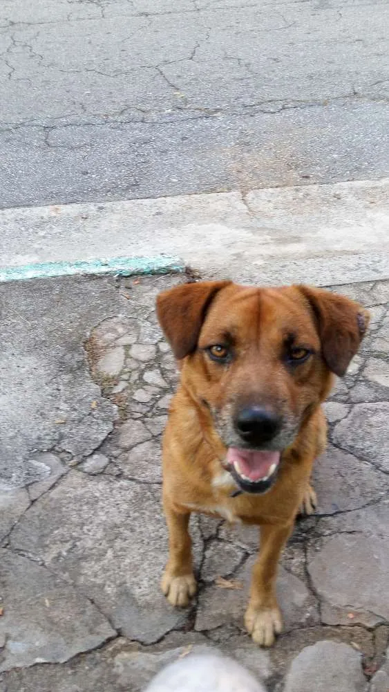 Cachorro ra a Vira lata idade 4 anos nome Marrom