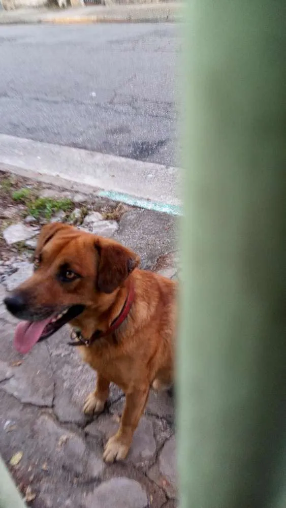 Cachorro ra a Vira lata idade 4 anos nome Marrom