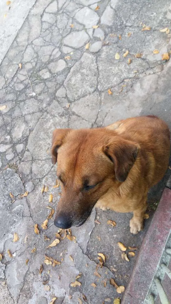 Cachorro ra a Vira lata idade 4 anos nome Marrom