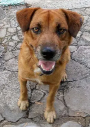 Cachorro raça Vira lata idade 4 anos nome Marrom