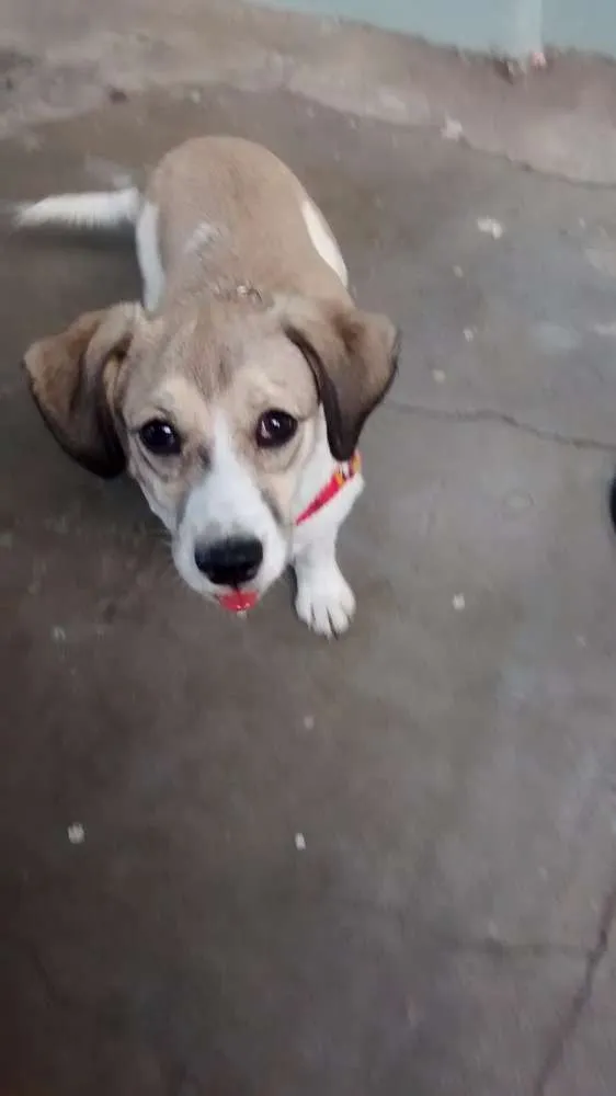 Cachorro ra a Bugle com vira lata idade 2 a 6 meses nome Belinha 