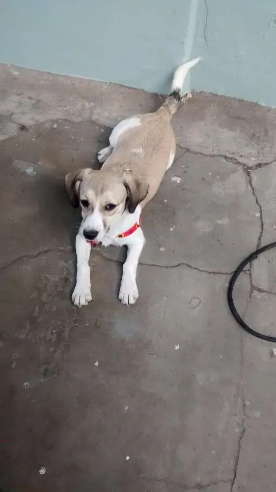 Cachorro ra a Bugle com vira lata idade 2 a 6 meses nome Belinha 