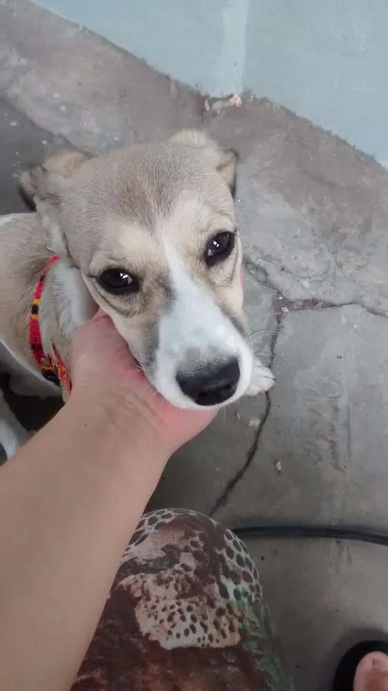 Cachorro ra a Bugle com vira lata idade 2 a 6 meses nome Belinha 