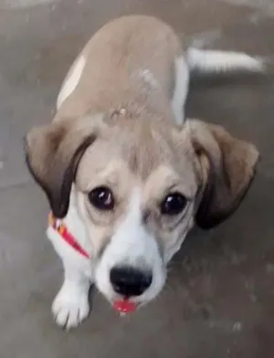 Cachorro raça Bugle com vira lata idade 2 a 6 meses nome Belinha 