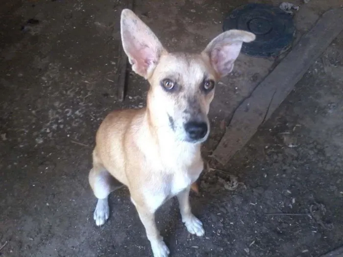 Cachorro raça Sem raça idade 1 ano nome Pretinha