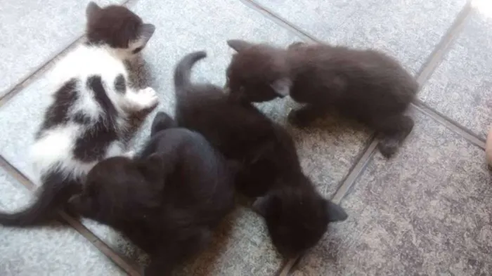 Gato ra a mista com siamês idade 2 a 6 meses nome Sem nome