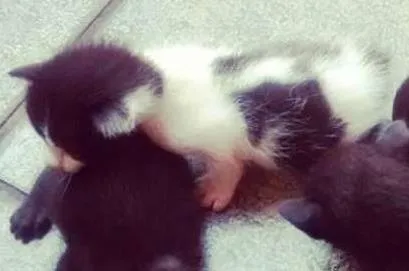 Gato ra a mista com siamês idade 2 a 6 meses nome Sem nome