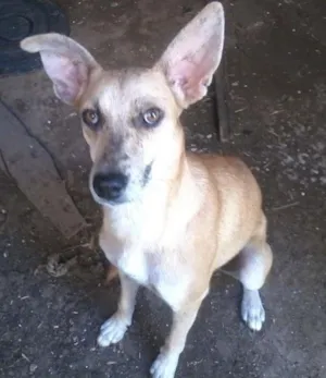 Cachorro raça Sem raça idade 1 ano nome Pretinha