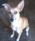 Pretinha