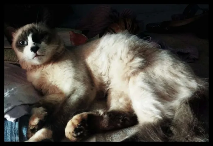 Gato ra a Vira-lata idade 7 a 11 meses nome Gato