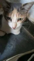 Margarida