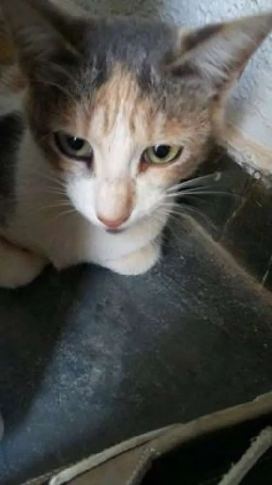 Gato ra a SRD idade 2 a 6 meses nome Margarida