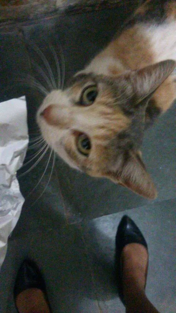 Gato ra a SRD idade 2 a 6 meses nome Margarida