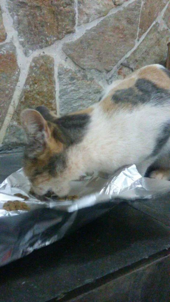 Gato ra a SRD idade 2 a 6 meses nome Margarida