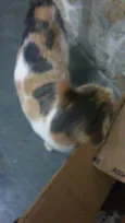 Margarida