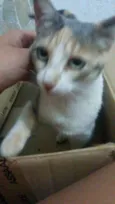 Margarida