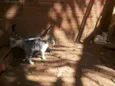 gatinho