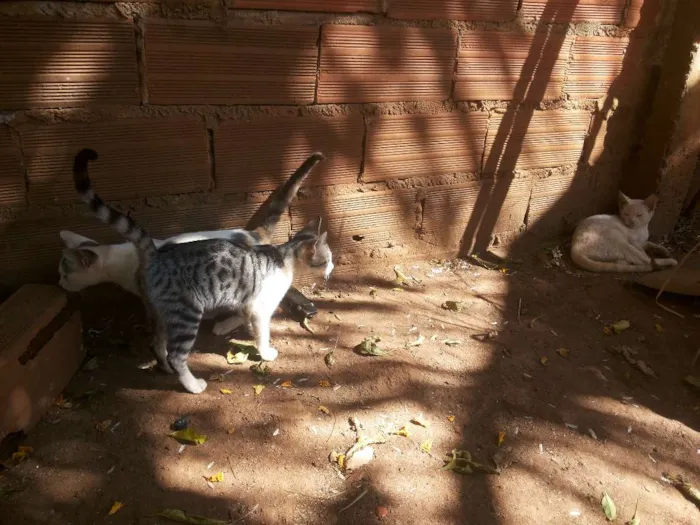 Gato ra a  idade 7 a 11 meses nome gatinho