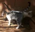 gatinho