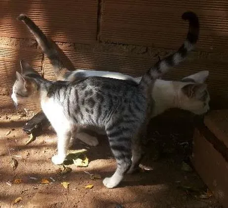Gato ra a  idade 7 a 11 meses nome gatinho