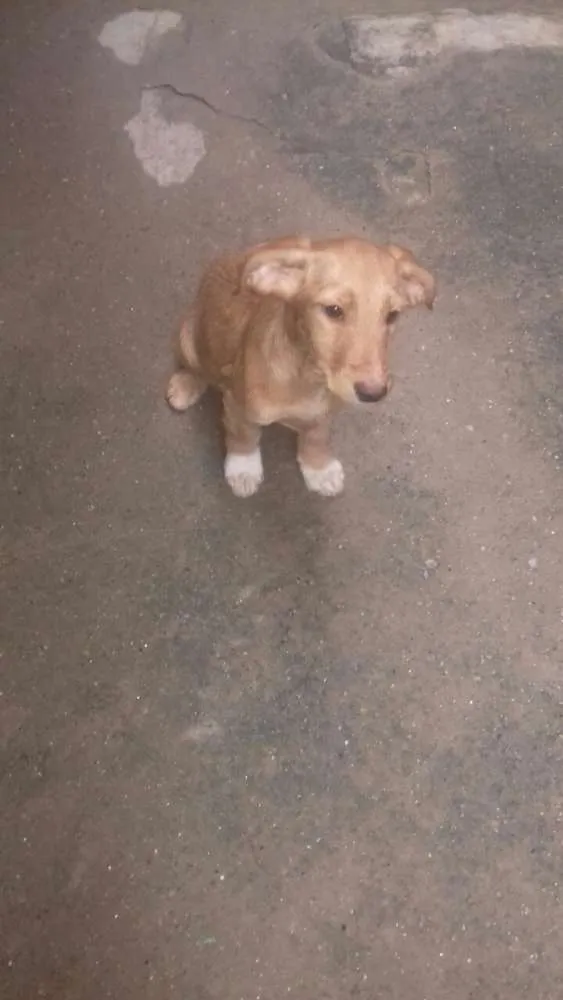 Cachorro ra a Vira lata idade 2 a 6 meses nome Dog