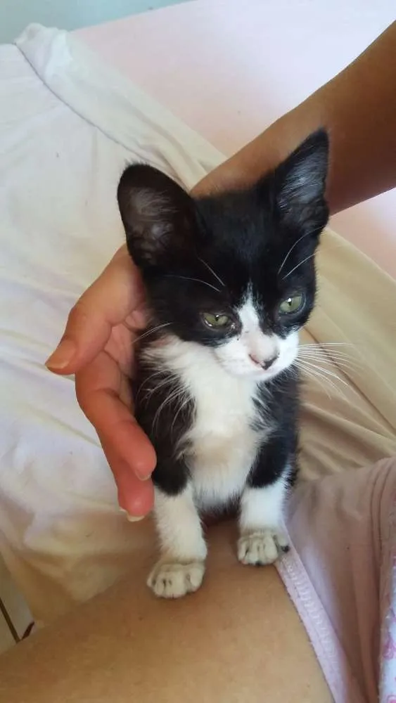 Gato ra a  idade 2 a 6 meses nome não tem nome
