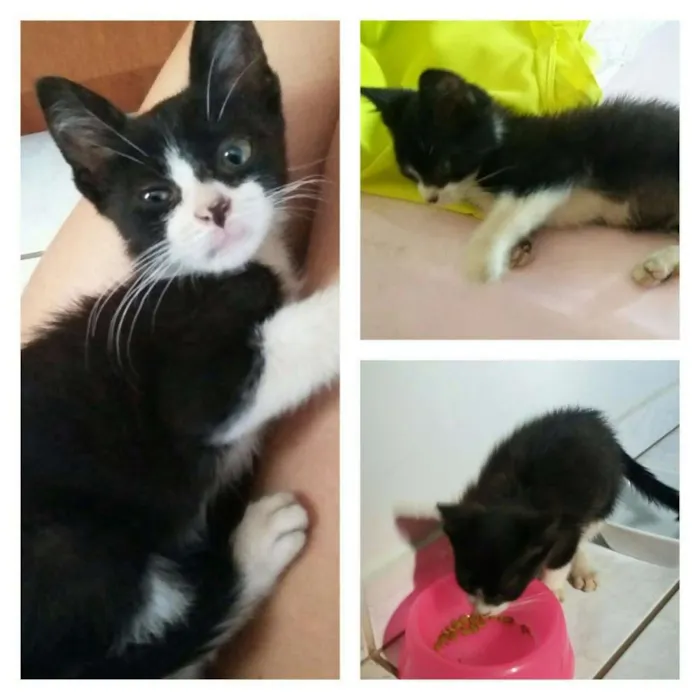 Gato ra a  idade 2 a 6 meses nome não tem nome