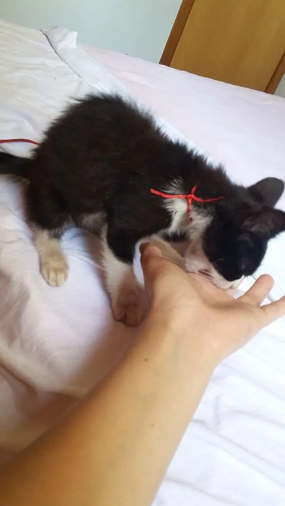 Gato ra a  idade 2 a 6 meses nome não tem nome