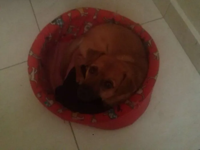 Cachorro ra a pinscher misturado com viralata idade 7 a 11 meses nome max
